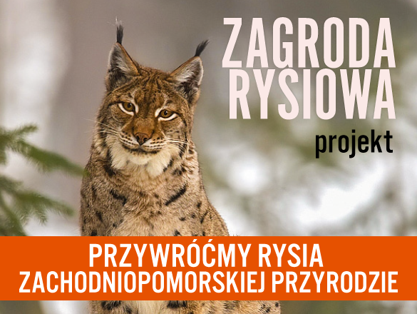 {Budowa zagrody rysiowej